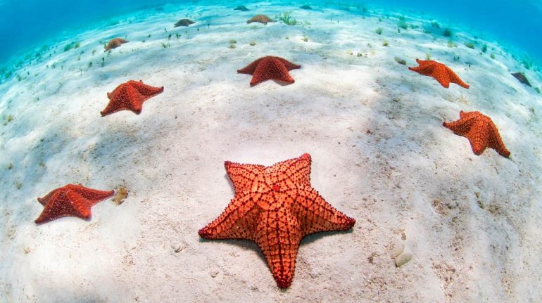 Alguien ha respondido a la pregunta qué son las estrellas de mar. Y se ha  encontrado con un enigma aún mayor
