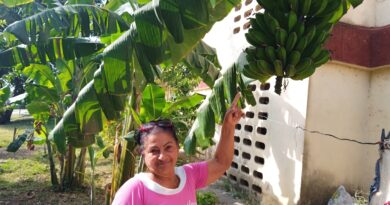 A santacruceña Aleida Castillo Almenares le complace compartir lo que cultiva (+ Fotos)