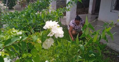 Matrimonio santacruceño fomenta en su patio el cultivo de hortalizas y viandas (+ Fotos)