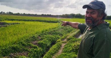 Tradición sin miedo al salitre: cultivo de arroz en el playazo santacruceño (+ Fotos)