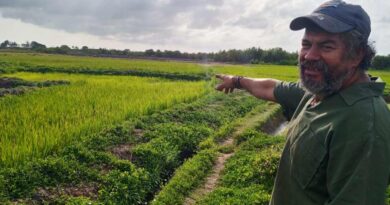 Siembra de arroz en terrenos salitrosos, una tradición en un barrio santacruceño (+ Fotos)