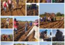 Participan movilizados en siembra de yuca en Unidad productora de Santa Cruz del Sur