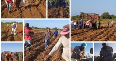 Participan movilizados en siembra de yuca en Unidad productora de Santa Cruz del Sur
