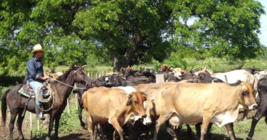 Se proyecta Camagüey mejorar indicadores de la ganadería