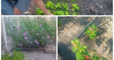 Variedad y diversidad de productos agrícolas logra laborioso morador santacruceño