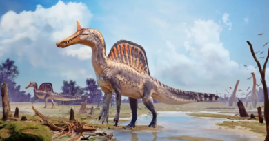 Hallan en el Sahara una nueva especie de espinosaurio de 13 metros con una cresta “maravillosa”