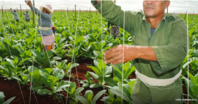Prosigue marcha de campaña tabacalera en Pinar del Río y Matanzas
