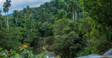 Nuevo decreto sobre comercialización agropecuaria y forestal