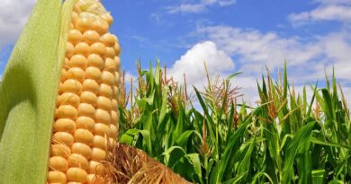Minas fortalece su producción de maíz con el impulso de cooperativas y productores independientes