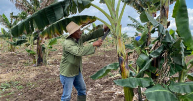 En marcha en Camagüey campaña de siembra de frío