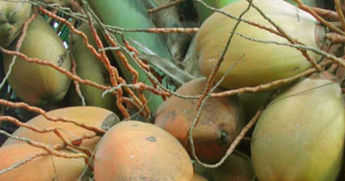 Medicina Natural y Tradicional: Usos medicinales del coco