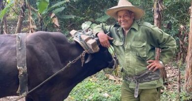 Experiencia campesina camagüeyana apuesta por agricultura orgánica: he tratado de mantener este pedacito de finca Experiencia campesina camagüeyana apuesta por agricultura orgánica: he tratado de mantener este pedacito de finca