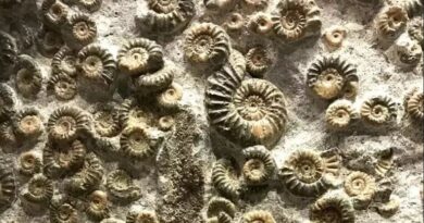 Las extinciones masivas de especies fueron más graduales de lo que se pensaba Las extinciones masivas de especies fueron más graduales de lo que se pensaba