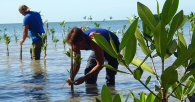 Mi Costa: en el litoral sur de Cuba, ingeniería verde a prueba de huracanes Mi Costa: en el litoral sur de Cuba, ingeniería verde a prueba de huracanes