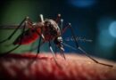 Santa Cruz del Sur: ante incremento de lluvias, se deben extremar las medidas higiénico-sanitarias contra arbovirus (+ Foto y Post) Santa Cruz del Sur: ante incremento de lluvias, se deben extremar las medidas higiénico-sanitarias contra arbovirus (+ Foto y Post)