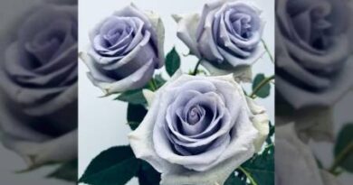 La rosa azul: cuando la genética desafía a la naturaleza La rosa azul: cuando la genética desafía a la naturaleza