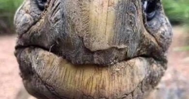 Jonathan, la tortuga de 194 años y los secretos de la longevidad Jonathan, la tortuga de 194 años y los secretos de la longevidad